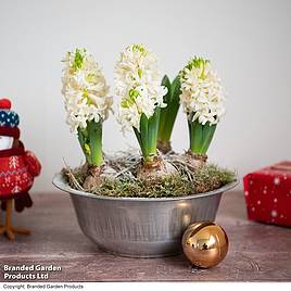 Hyacinth Bowl - Gift