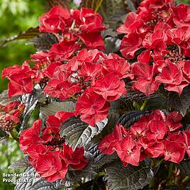 Hydrangea macrophylla x serrata After Midnight