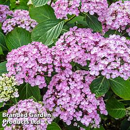 Hydrangea macrophylla Ayesha