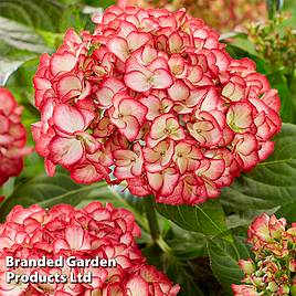 Hydrangea macrophylla Boskoop Beauty