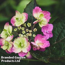 Hydrangea serrata Blueberry Cheesecake