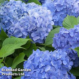 Hydrangea macrophylla Blue Danube