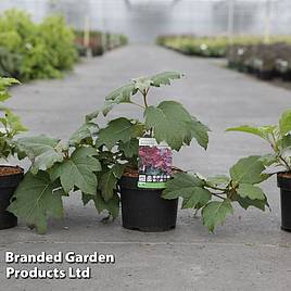 Hydrangea quercifolia Burgundy