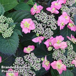 Hydrangea serrata Cotton Candy (Flair & Flavours)