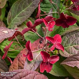 Hydrangea serrata Daredevil