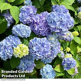 Hydrangea macrophylla Early Blue