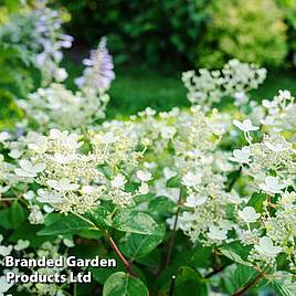 Hydrangea paniculata Early Sensation