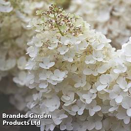 Hydrangea paniculata Grandiflora