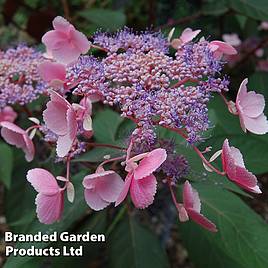 Hydrangea aspera Hot Chocolate