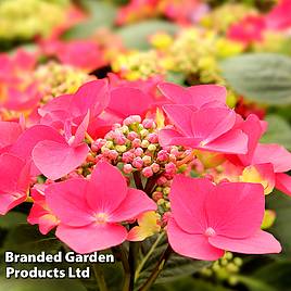 Hydrangea macrophylla Kardinal (Teller Red)