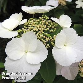 Hydrangea macrophylla Benxi