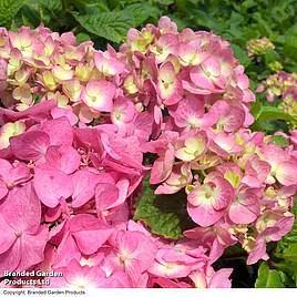 Hydrangea macrophylla Leuchtfeuer