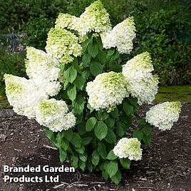 Hydrangea paniculata Magical Moonlight