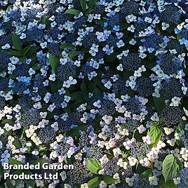 Hydrangea serrata Magic Pillow