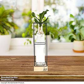 Rooted Hydroponic in Glass with Stand and Light