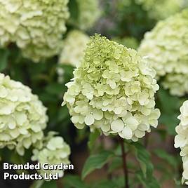 Hydrangea paniculata Polar Bear