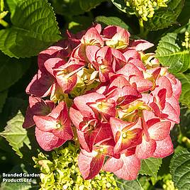 Hydrangea serrata Preziosa