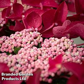 Hydrangea macrophylla Rotschwanz