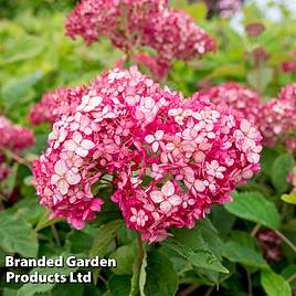 Hydrangea arborescens Ruby Annabelle