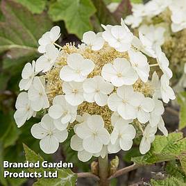 Hydrangea quercifolia Ruby Slippers