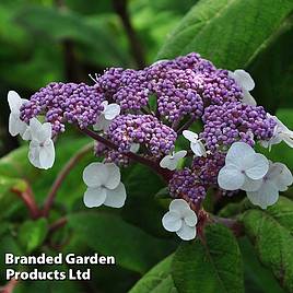 Hydrangea aspera Sargentiana