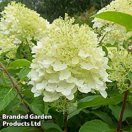 Hydrangea paniculata Silver Dollar