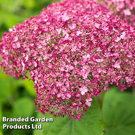 Hydrangea arborescens Sweet Annabelle