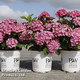 Hydrangea macrophylla Sweet Cupcake