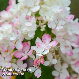 Hydrangea paniculata Tickled Pink