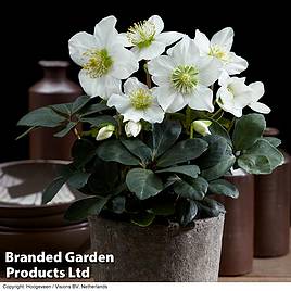 Hellebore Christmas Carol