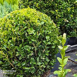 Ilex crenata Dark Green