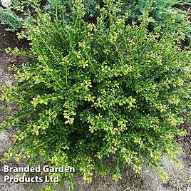 Ilex crenata Glorie Dwarf