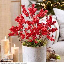 Ilex verticillata Jingle Bells - Gift