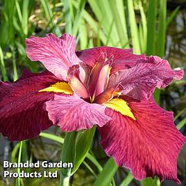 Iris louisiana Ann Chowning (Marginal Aquatic)