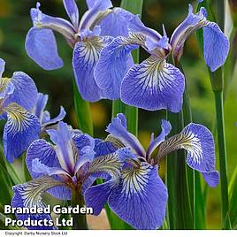 Iris setosa Baby Blue