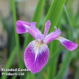 Iris versicolor Kermesina (Marginal Aquatic)