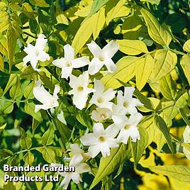 Jasminum officinale Fiona Sunrise