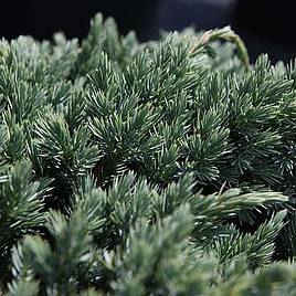 Juniperus squamata Blue Spider