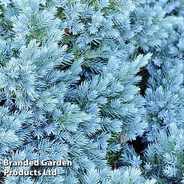 Juniperus chinensis Blaauw