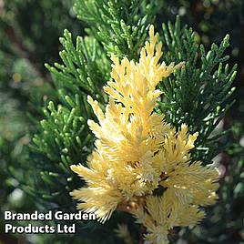 Juniperus chinensis Expansa Variegata