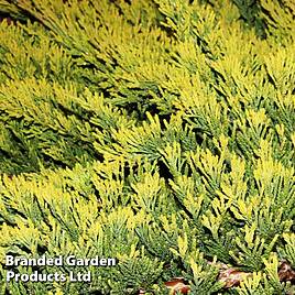 Juniperus horizontalis Golden Carpet