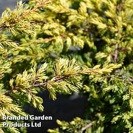 Juniperus chinensis Goldschatz