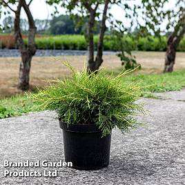 Juniperus pfitzeriana Gold Star