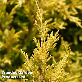 Juniperus horizontalis Lime Glow