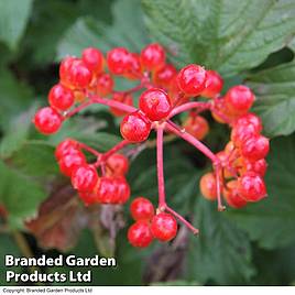 Viburnum opulus Compactum