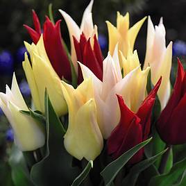 Tulip Elegant Mix