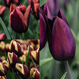 Tulip Striped Mix