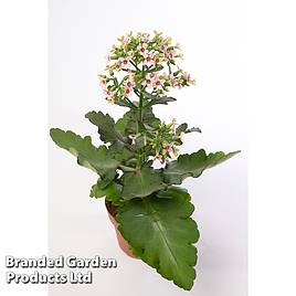 Kalanchoe blossfeldiana Feminine Pink