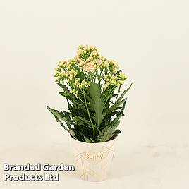 Kalanchoe Sunny Light Pink