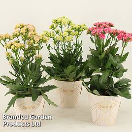 Kalanchoe Sunny Mix